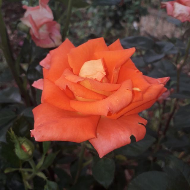 Rosa Nova lux