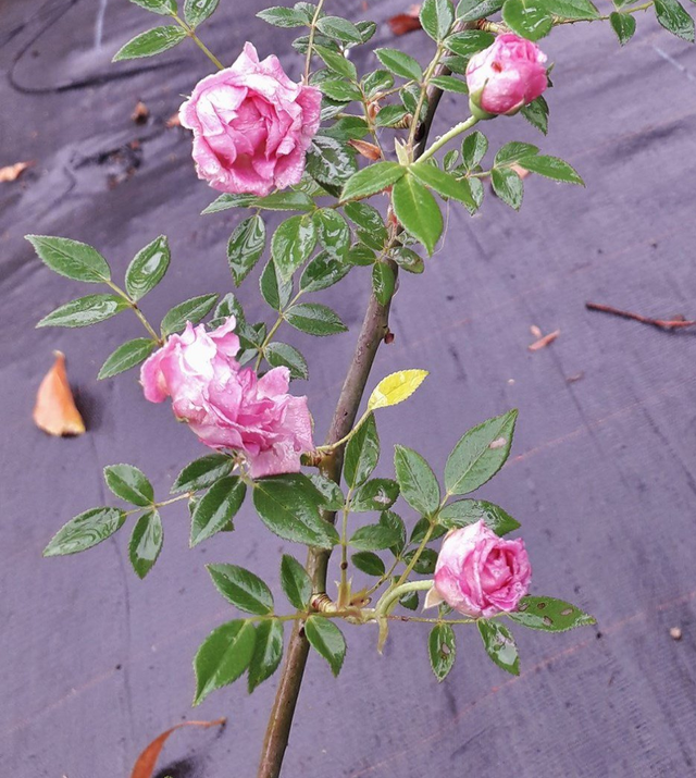 Perla Rosa