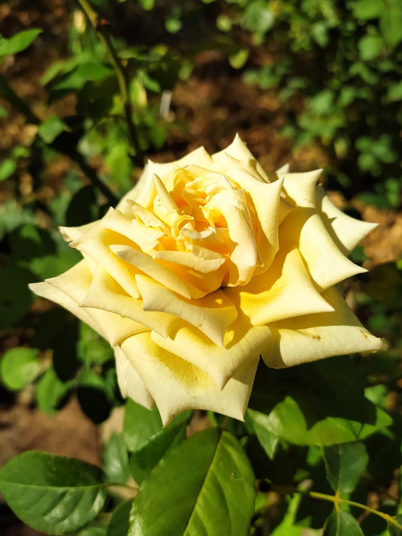 Rosa Étoile de Lyon