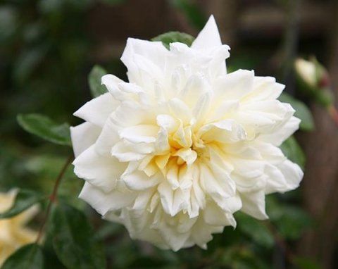 Rosa Alberic Barbier