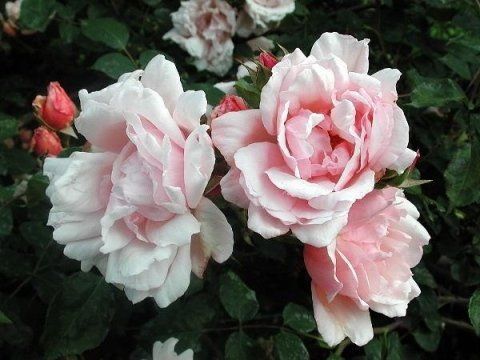 Rosa Albertine