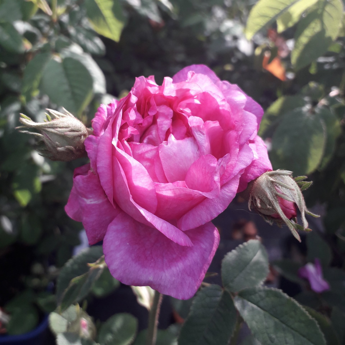 Rosa Belle de Crecy