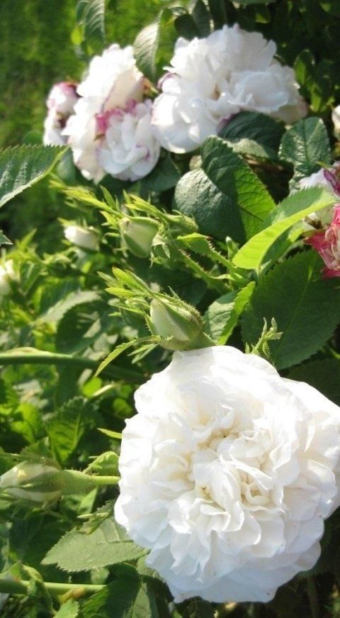 Rosa Blanche de Belgique