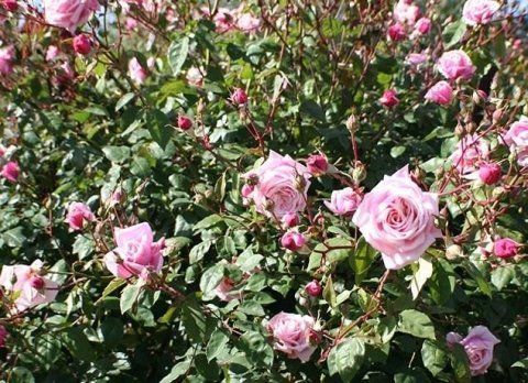Rosa Blossomtime
