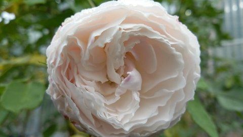 Rosa Boule de Neige