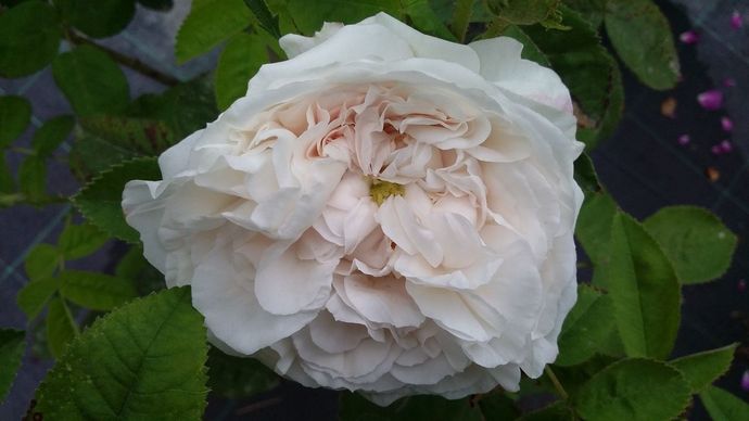 Rosa Boule de Neige