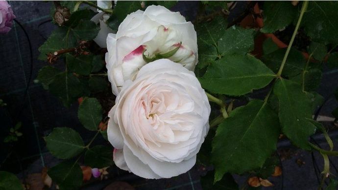 Rosa Boule de Neige