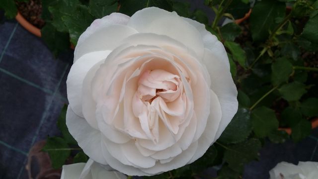 Rosa Boule de Neige