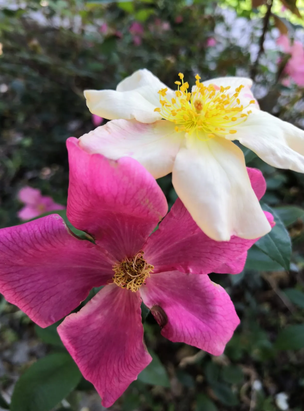 Rosa Chinensis Mutabilis