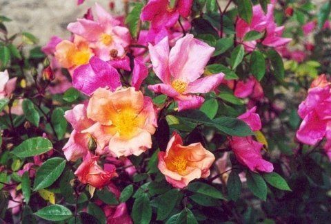 Rosa Chinensis Mutabilis