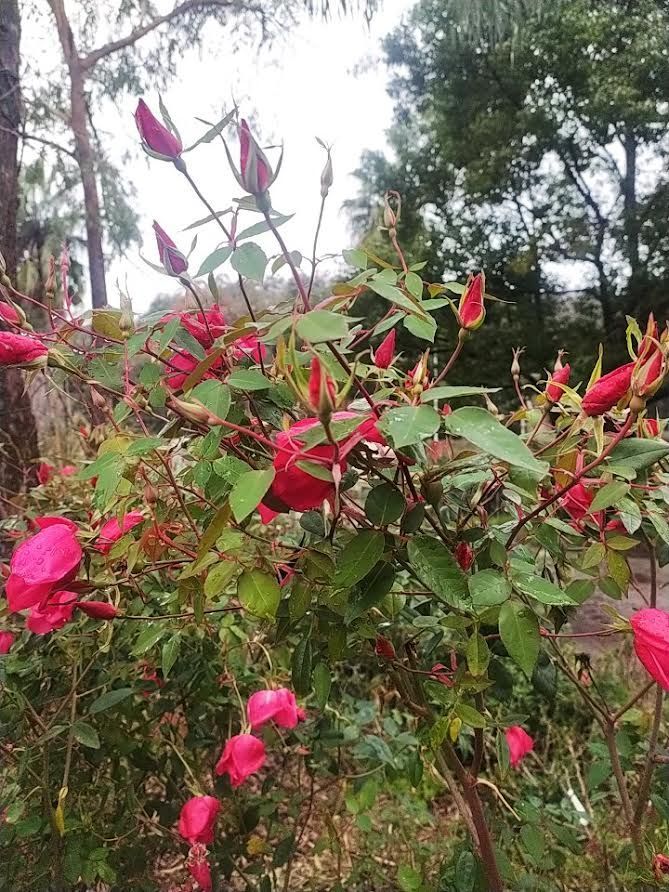Rosa Chinensis Sanguinea