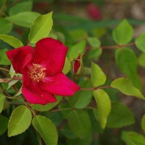 Rosa Chinensis Sanguinea