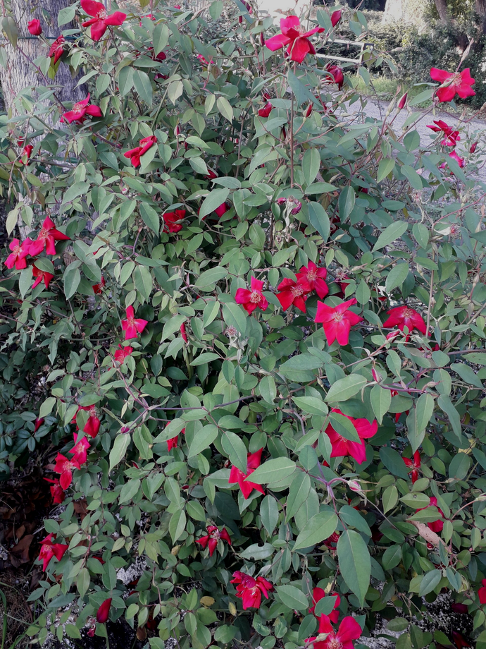 Rosa Chinensis Sanguinea