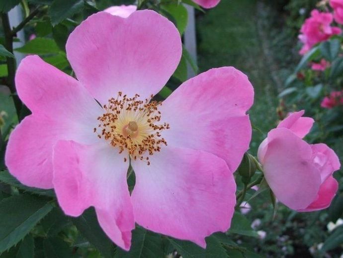 Rosa Complicata 