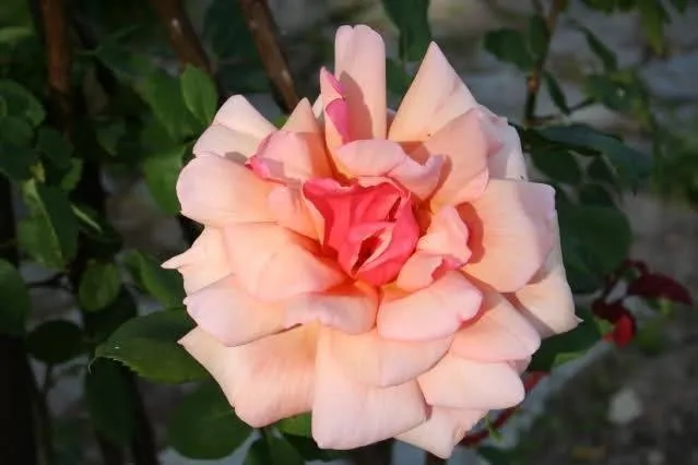 Rosa Comtesse Vandal clg
