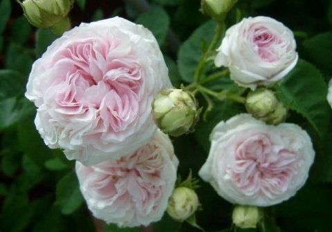 Rosa Felicité Parmentier