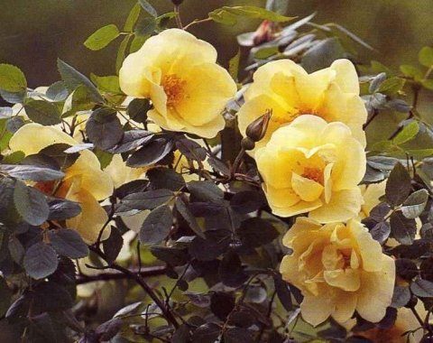 Rosa Frühlingsgold