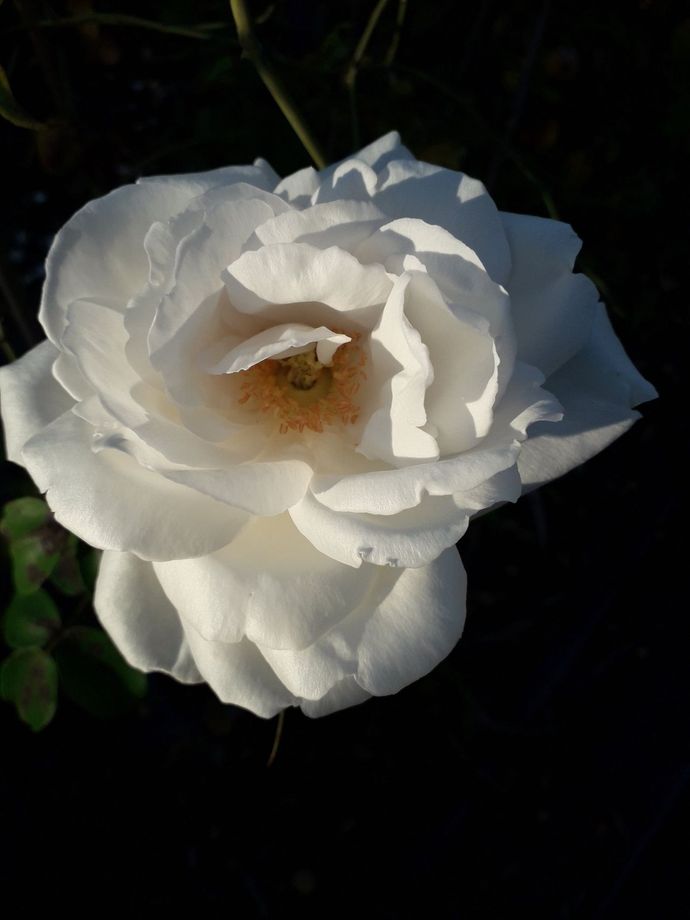 Rosa Frau Karl Druschki