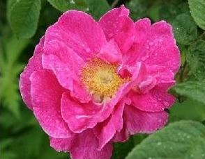 Rosa Gallica Officinalis