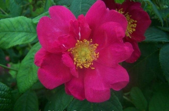 Rosa Gallica Splendens