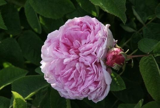 Rosa Gloire de France