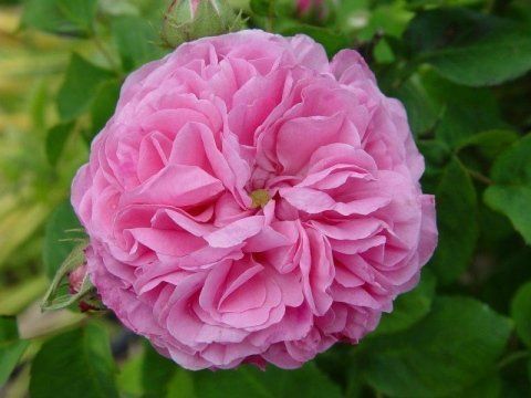 Rosa Gros Choux de Hollande