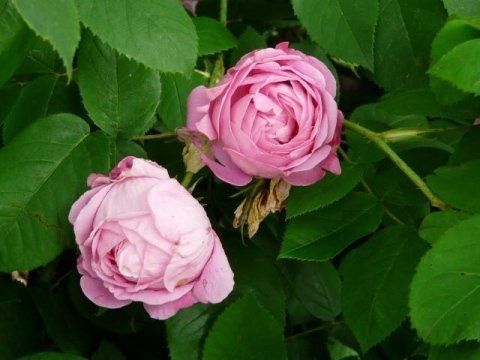 Rosa Coupe d’Hebé