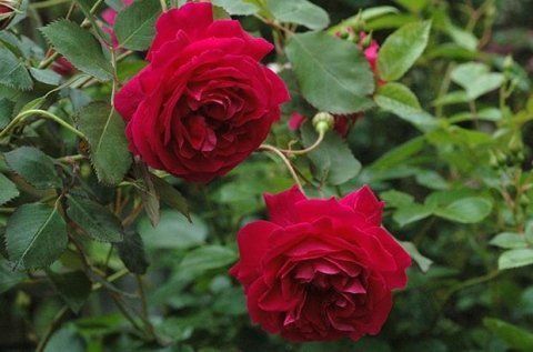 Rosa Gruss An Teplitz