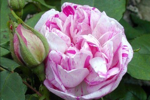 Rosa Honorine de Brabant