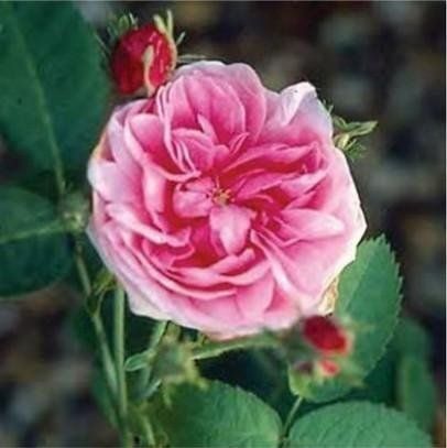 Rosa Laevigata