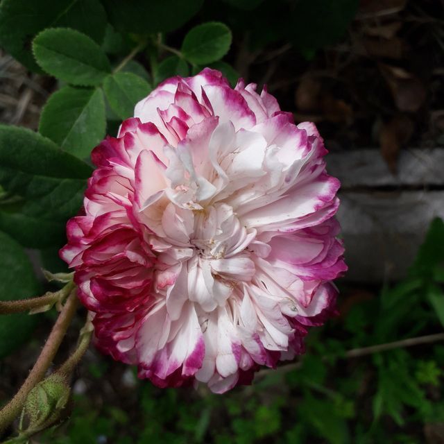 Le rose damasco| Roma | Vivaio Taroni