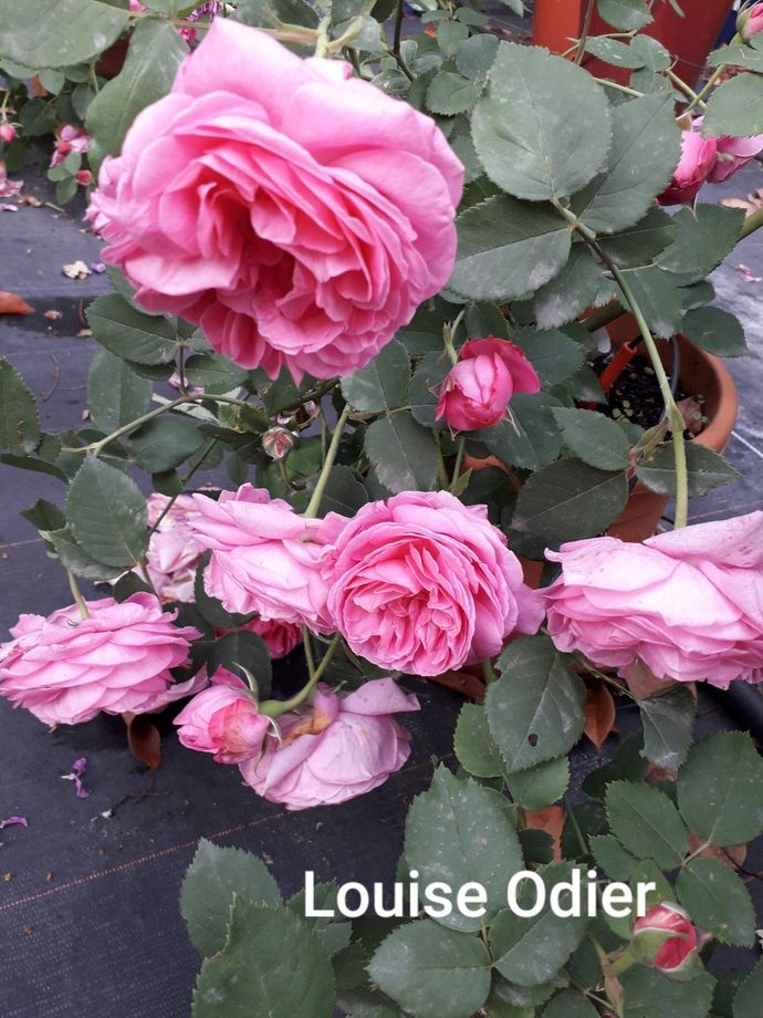 Rosa Louise Odier