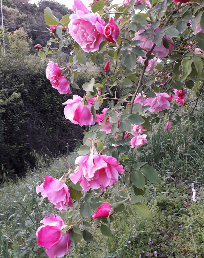 Rosa M.me Grègoire Staechelin