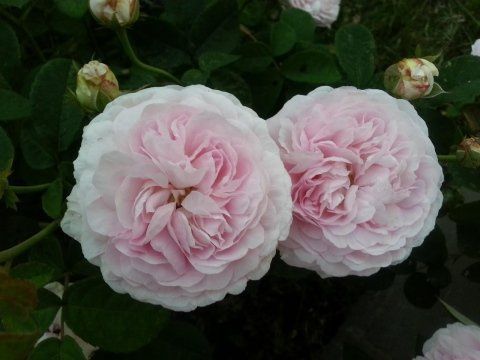 Rosa Maiden's Blush