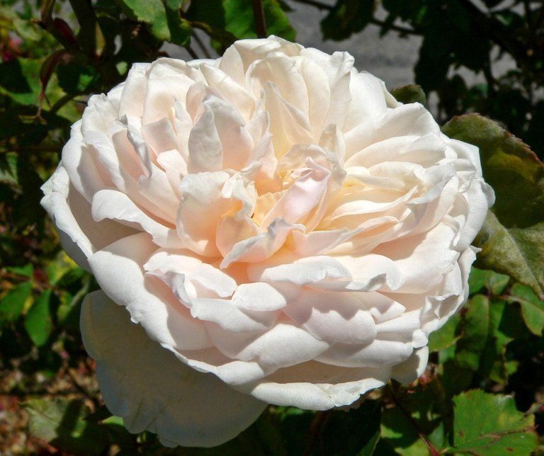 Rosa Mme Alfred Carriére