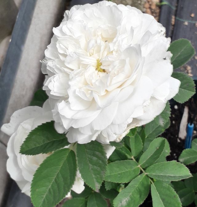 Rosa Roxburghii Plena