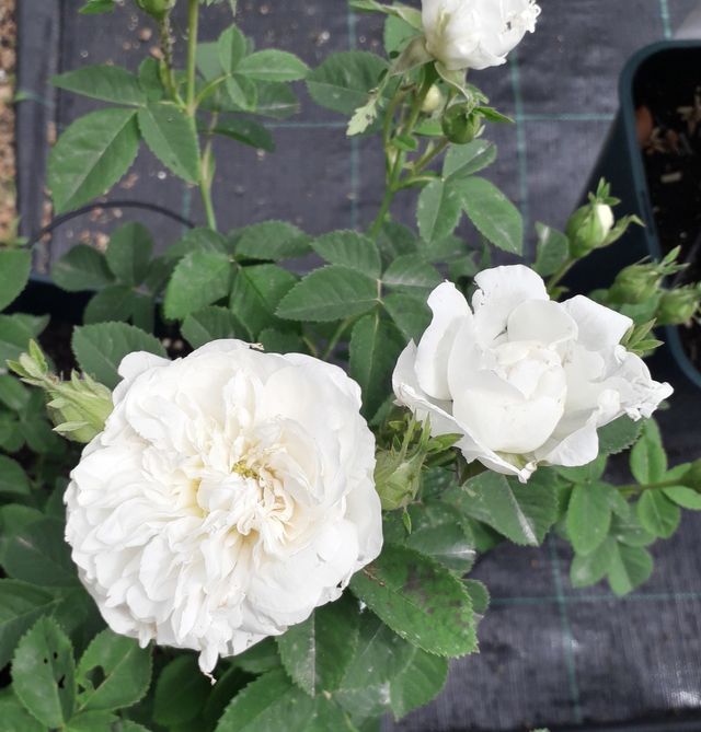 Rosa Mme Legras de St. Germain