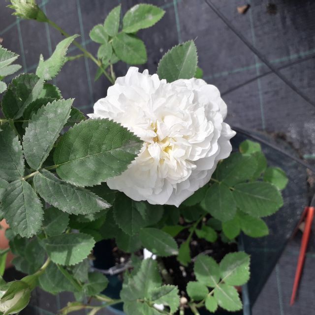 Rosa Mme Legras de St. Germain