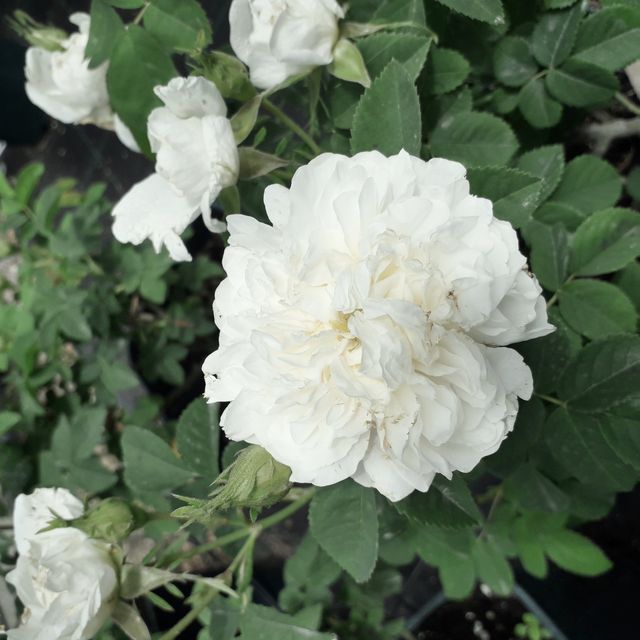 Rosa Mme Legras de St. Germain