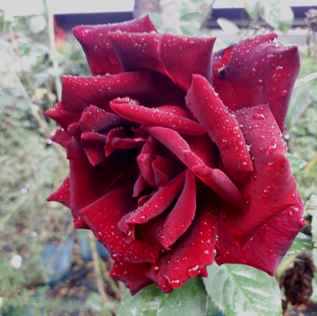 Rosa Parfum de nuit