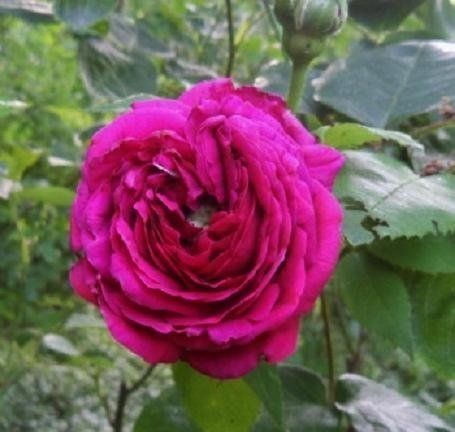 Rosa Paul Verdier