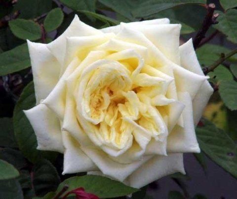 Rosa Perle des Jardins