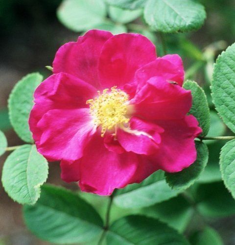 Rosa Portland Rose
