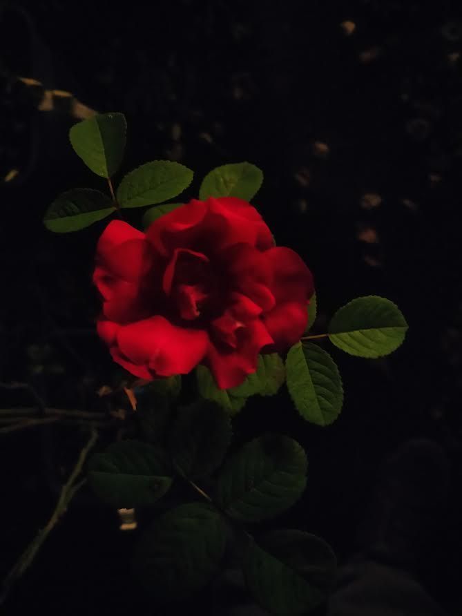 Rosa Portland Rose