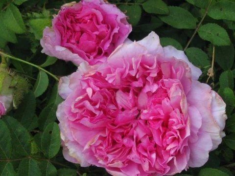Rosa Roxburghii Plena