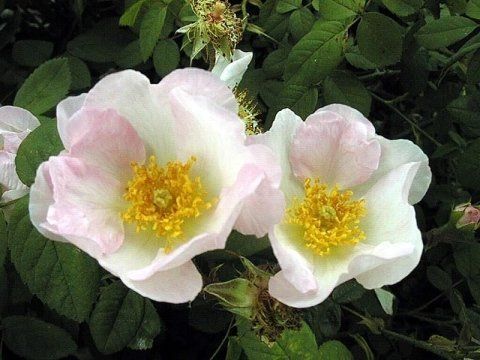 Rosa Sancta (o Rosa Richardii)