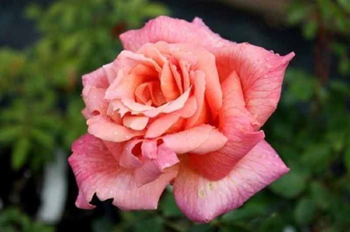 Rosa Signora Piero Puricelli