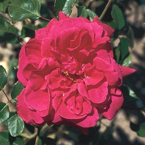 Rosa Souvenir de Claudius Denoyel