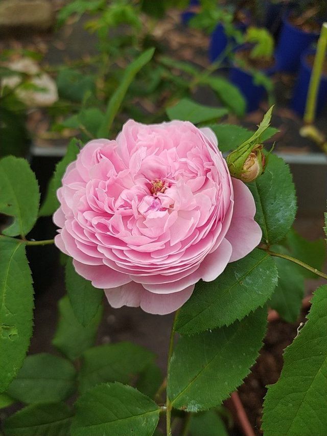 Rosa Souvenir de McKinley