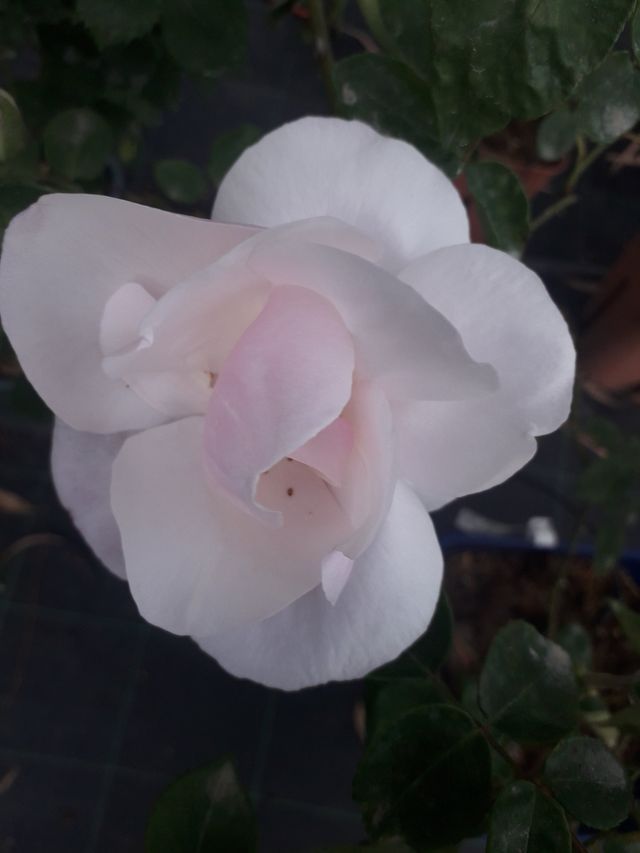 Rosa Souvenir de St. Anne